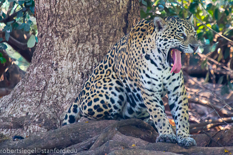 jaguar with tongue